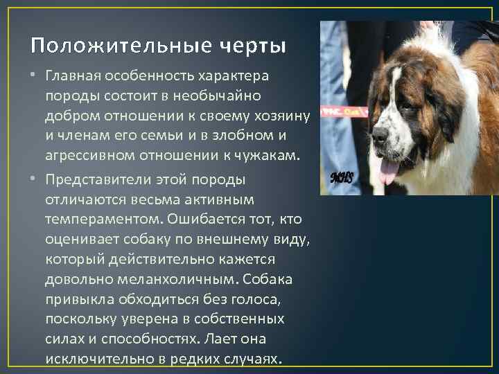 Московская сторожевая: описание, характеристика и фото породы