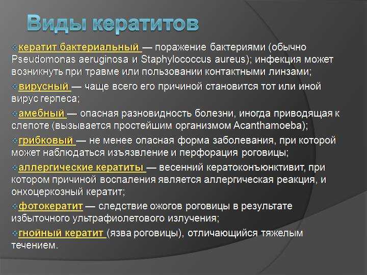Кератит у собак – современные возможности лечения