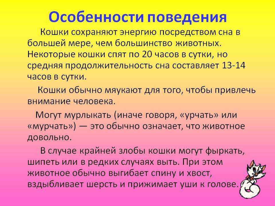 Психические расстройства у кошек: лечение, симптомы