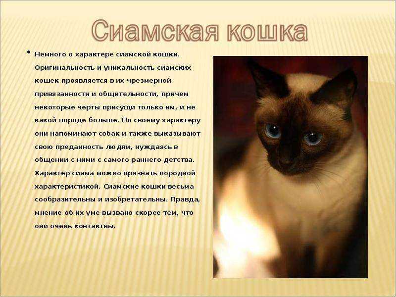 Сиамские кошки: описание породы, характер, здоровье