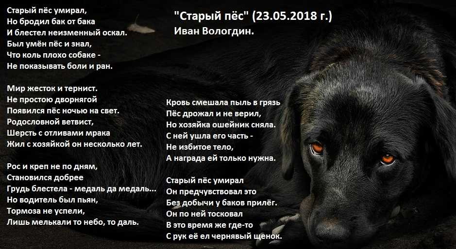 Собака ослепла: причины, как определить потерю зрения, уход за слепой собакой