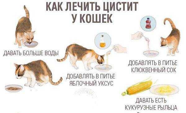 Цистит у кошки: лечение, симптомы, причины, профилактика - zoosecrets