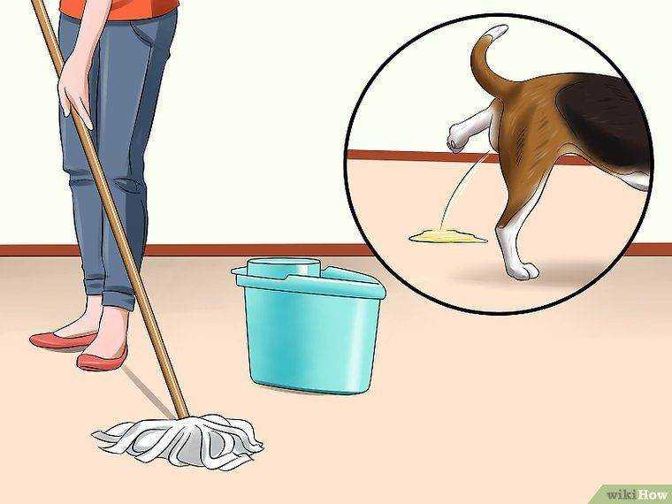 Как приучить щенка к туалету | сайт о маленьких собачках и не только
