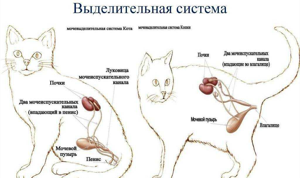 Уретростомия у котов: ход операции и последствия