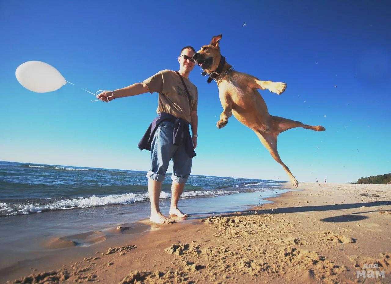 My dog can fly. Собака прыгает. Собака в прыжке. Счастливая собака. Собака улетела.