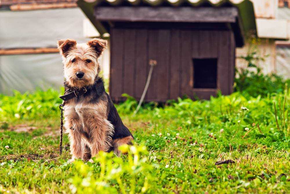 Дом, милый дом: как приучить собаку к будке и вольеру