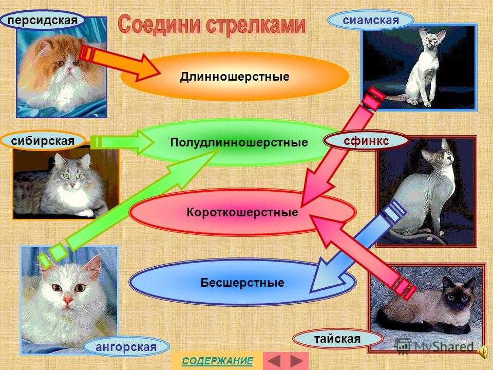 Кошка катается на спине: что это значит
кошка катается на спине: что это значит