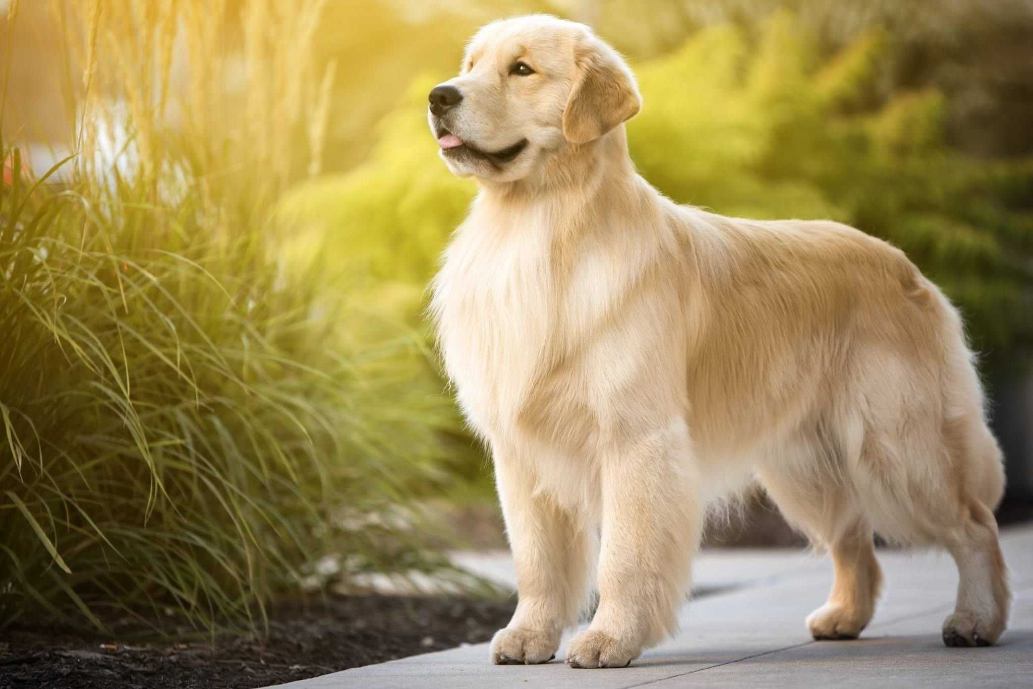 Золотистый ретривер фото взрослой собаки