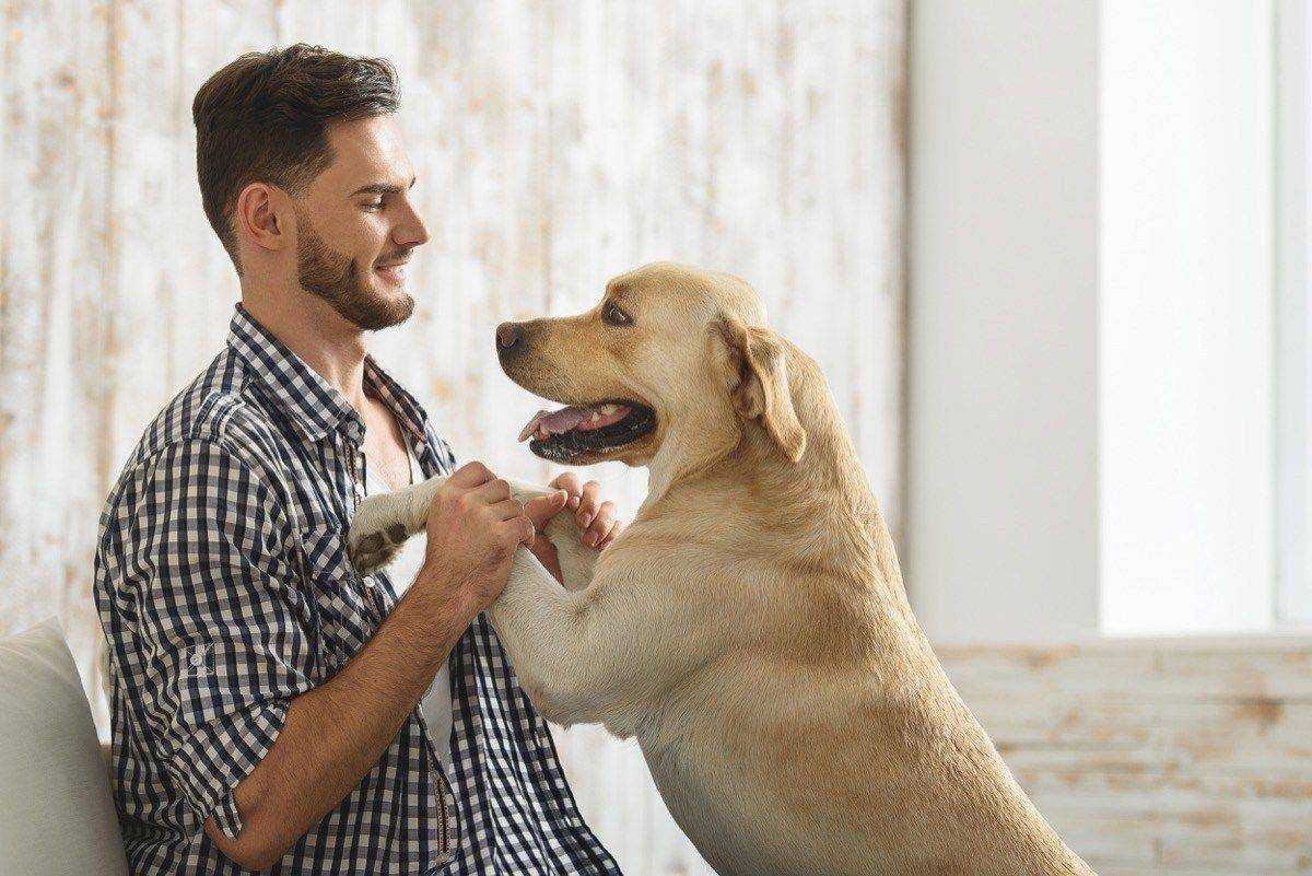 Как отучить собаку прыгать на людей и хозяина – 10 лучших методик | звери дома