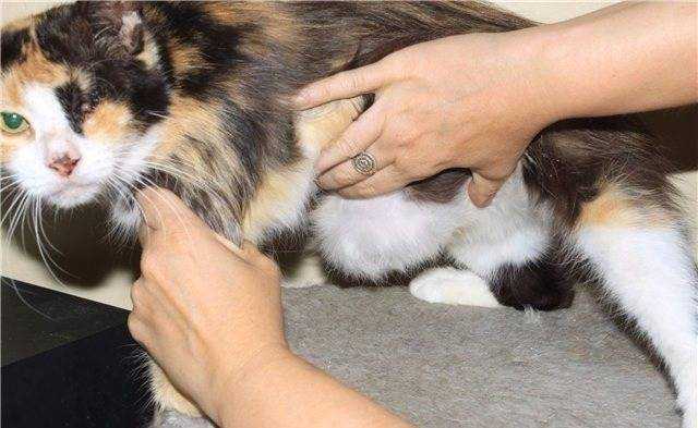Анализ эффективности различных методов лечения фибросаркомы у кошек на примере четырех протоколов