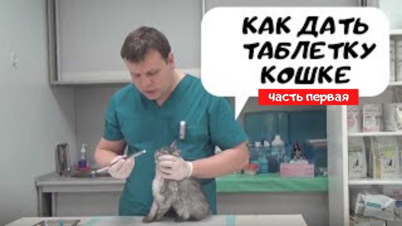 Как дать коту лекарство: таблетки, порошок, капсулу