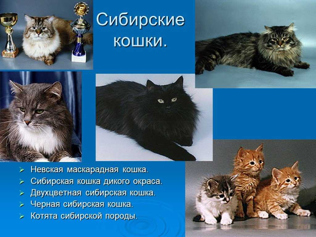 Сибирская кошка (74 фото): особенности внешности и характера, история возникновения породы + сколько живут и чем питаются