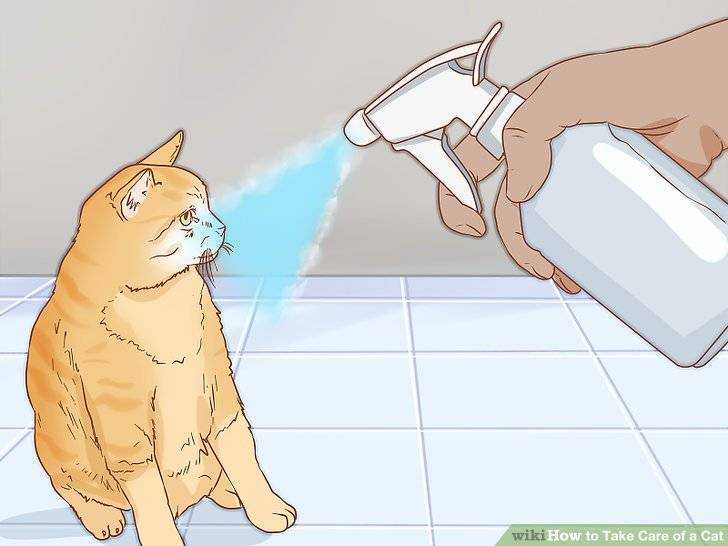 Каким командам можно научить кошку или кота
