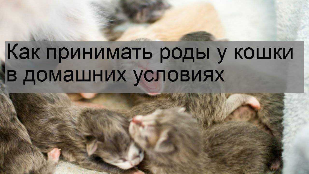 Как помочь кошке при родах в домашних условиях - при первых родах и после них | beauty-line14a.ru