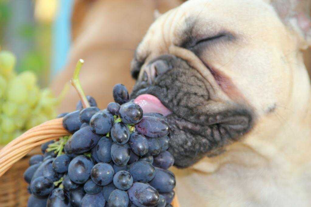 Почему нельзя виноград собакам