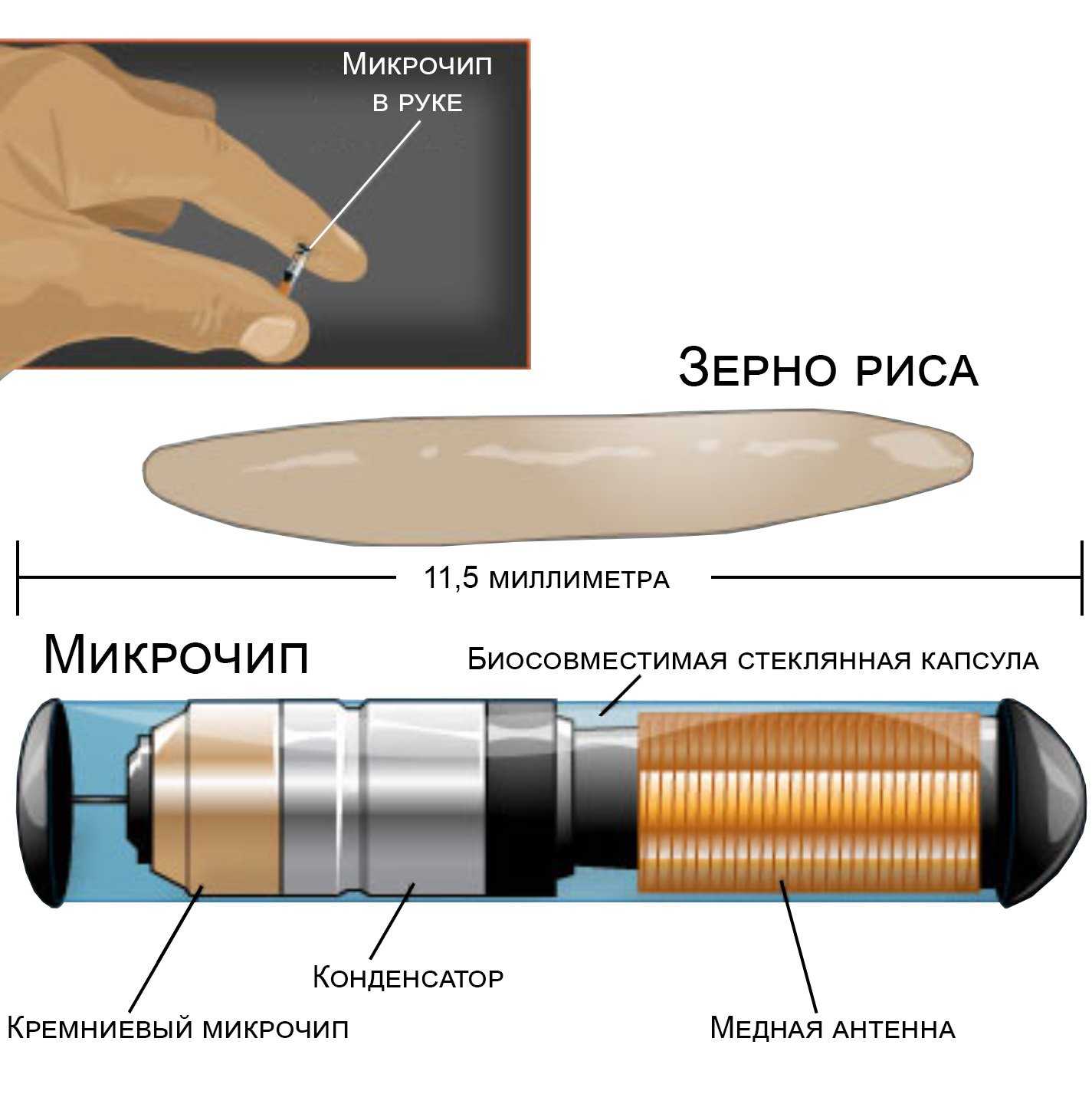 Электронная собака чип