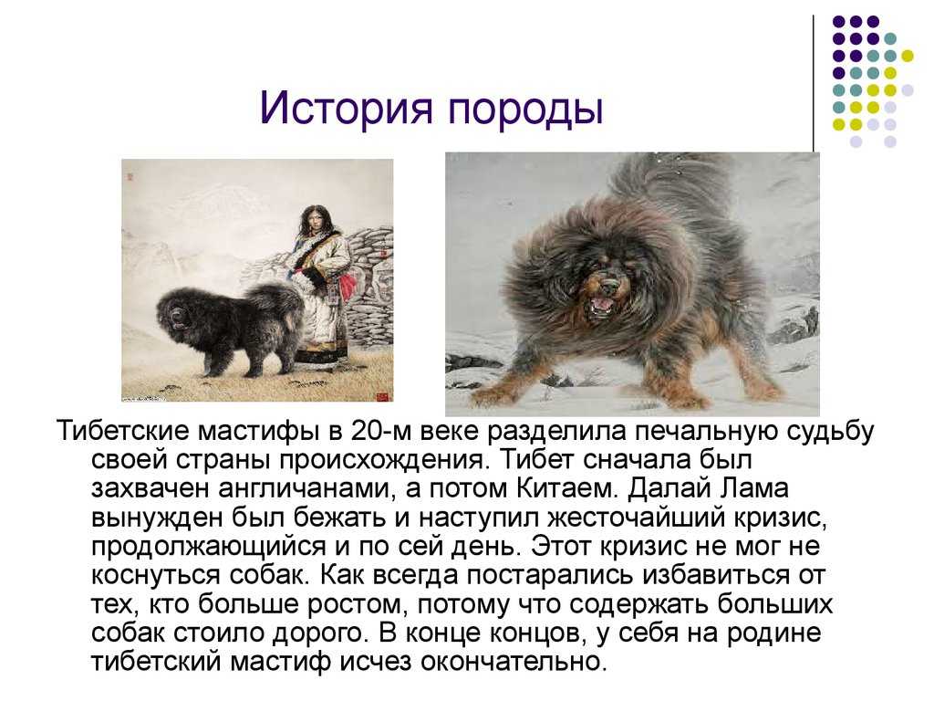 Тибетский мастиф: характеристика породы, описание, фото и отзывы