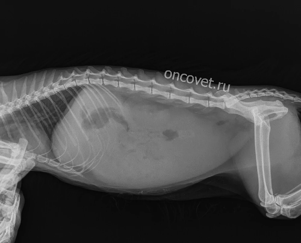 Печень у кошки симптомы. Асцит брюшной полости у собак рентген. FIP инфекционный перитонит кошек.