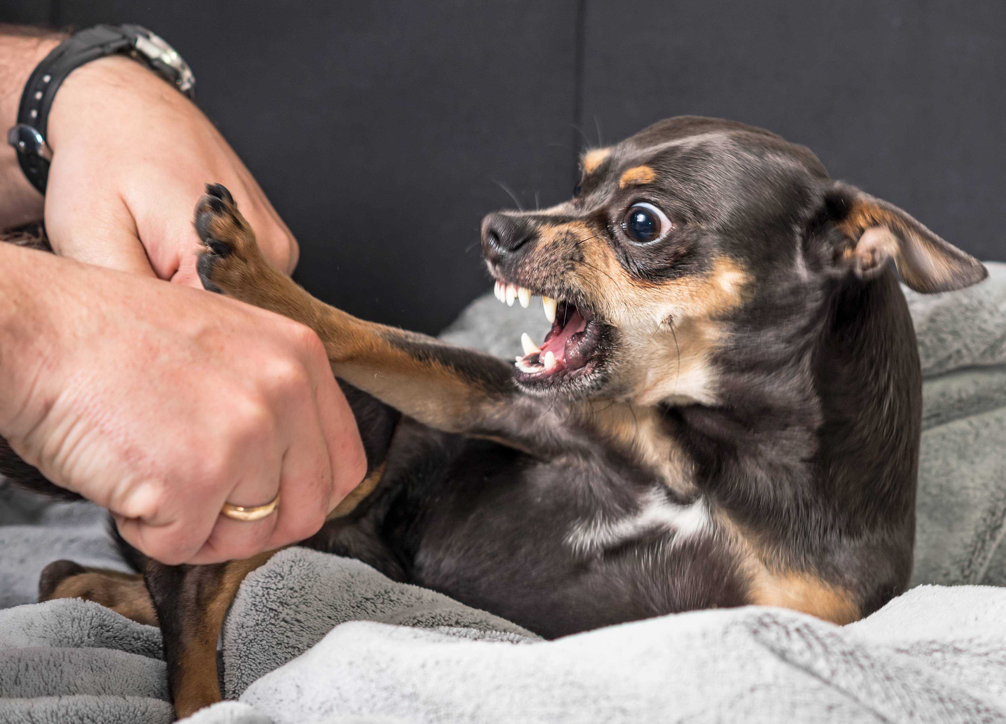 Собака кусает хозяина – что делать при агрессии к знакомым людям - про питомца
