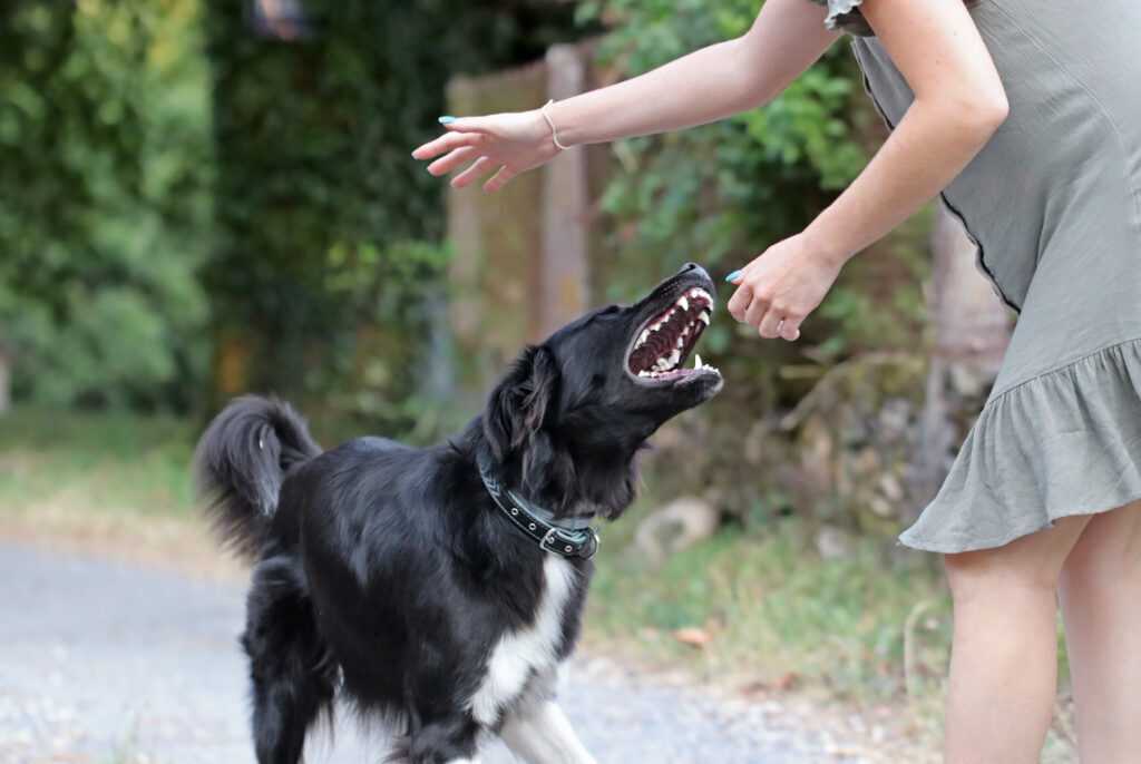 Как отучить щенка кусаться, хватать хозяина, беситься: эффективные способы