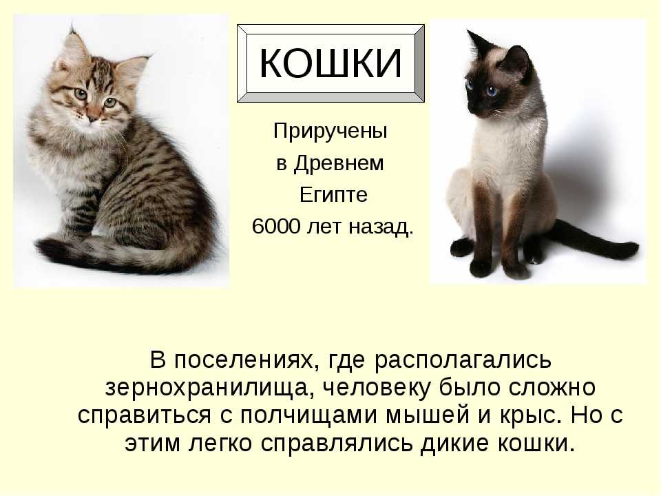 Происхождение кошек: история вида, от кого, откуда и когда появились, одомашнивание - блог о животных - zoo-pet.ru