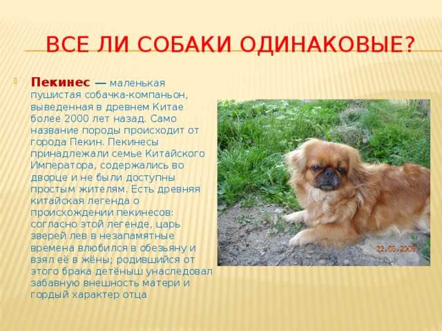 Разновидности пекинесов