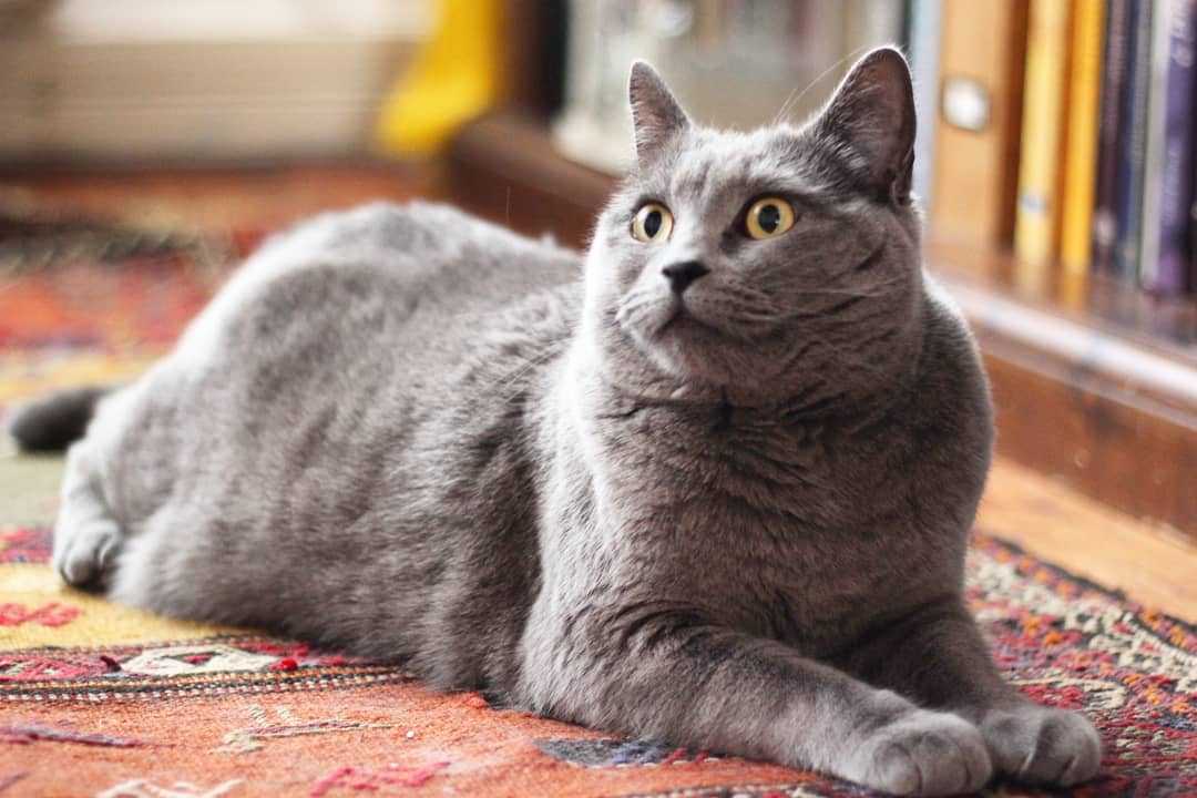 Картезианская кошка или шартрез | короткошёрстная кошка из франции