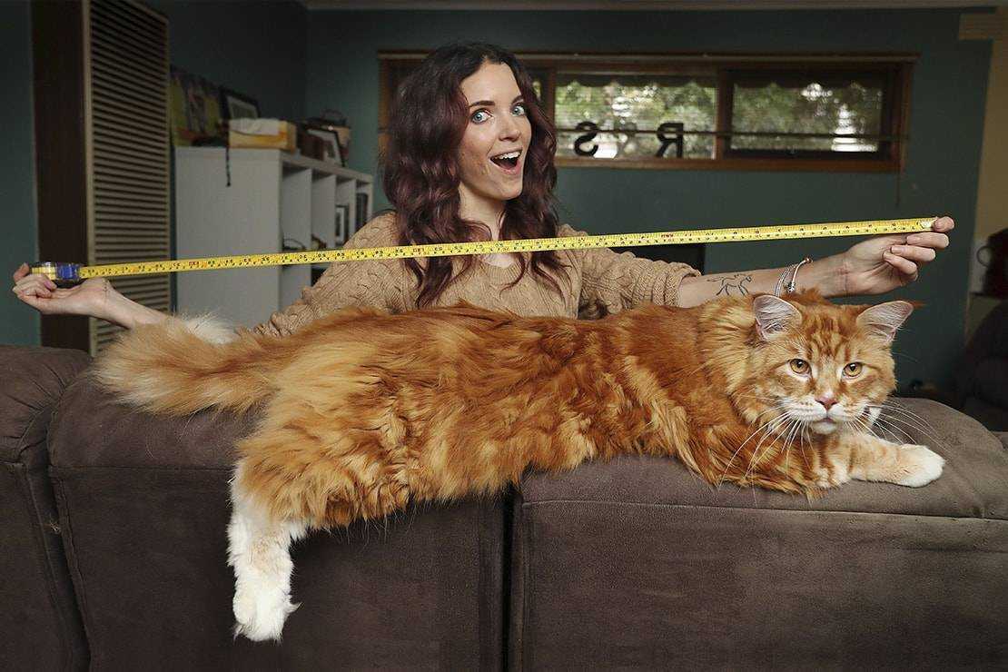 Книга рекордов котов. Мейн кун Омар. Большой кот Мейн кун. Мейн кун 30 кг. Саванна и Мейн кун.