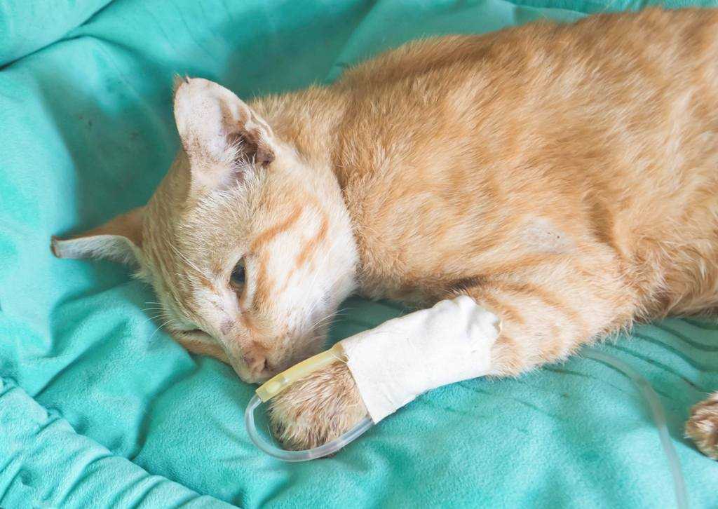 Чумка у кошек: симтомы и лечение панлейкопении
