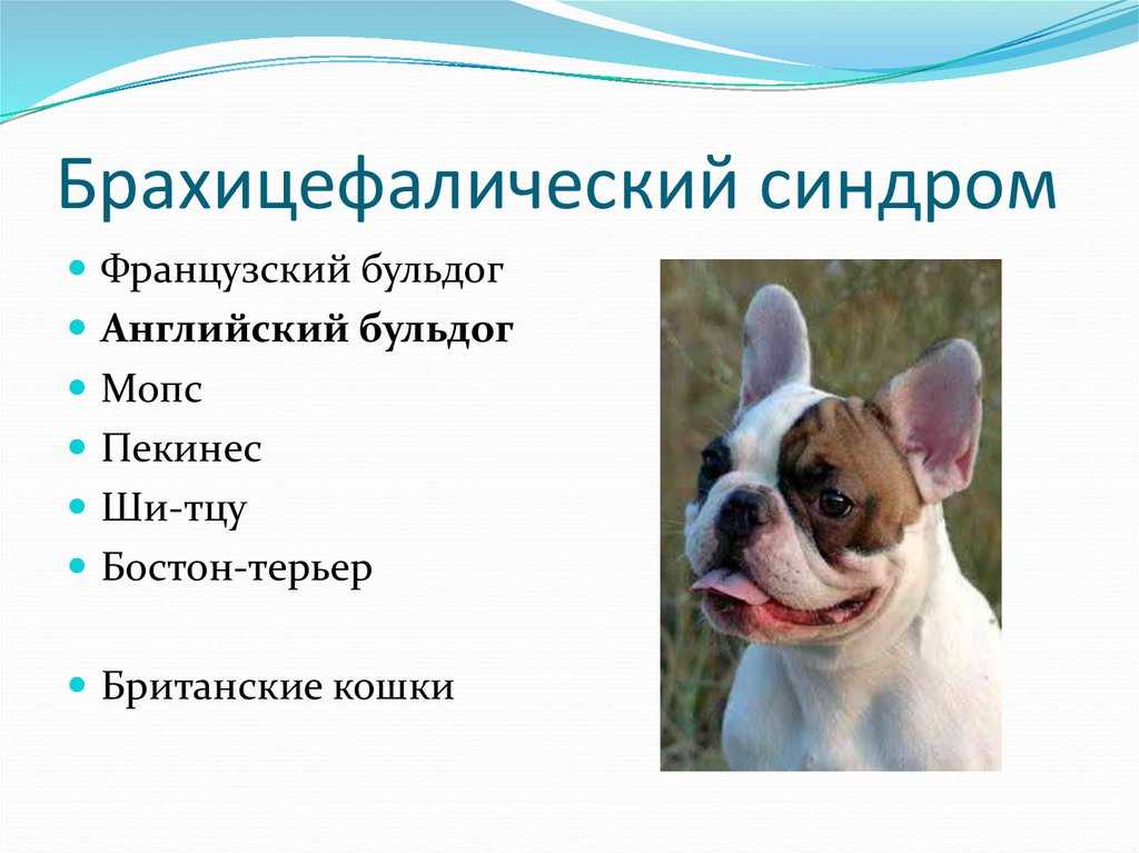 Какие породы относятся к собакам-брахицефалам Что такое брахицефалические породы собак, какие у них особенности и склонности к заболеваниям