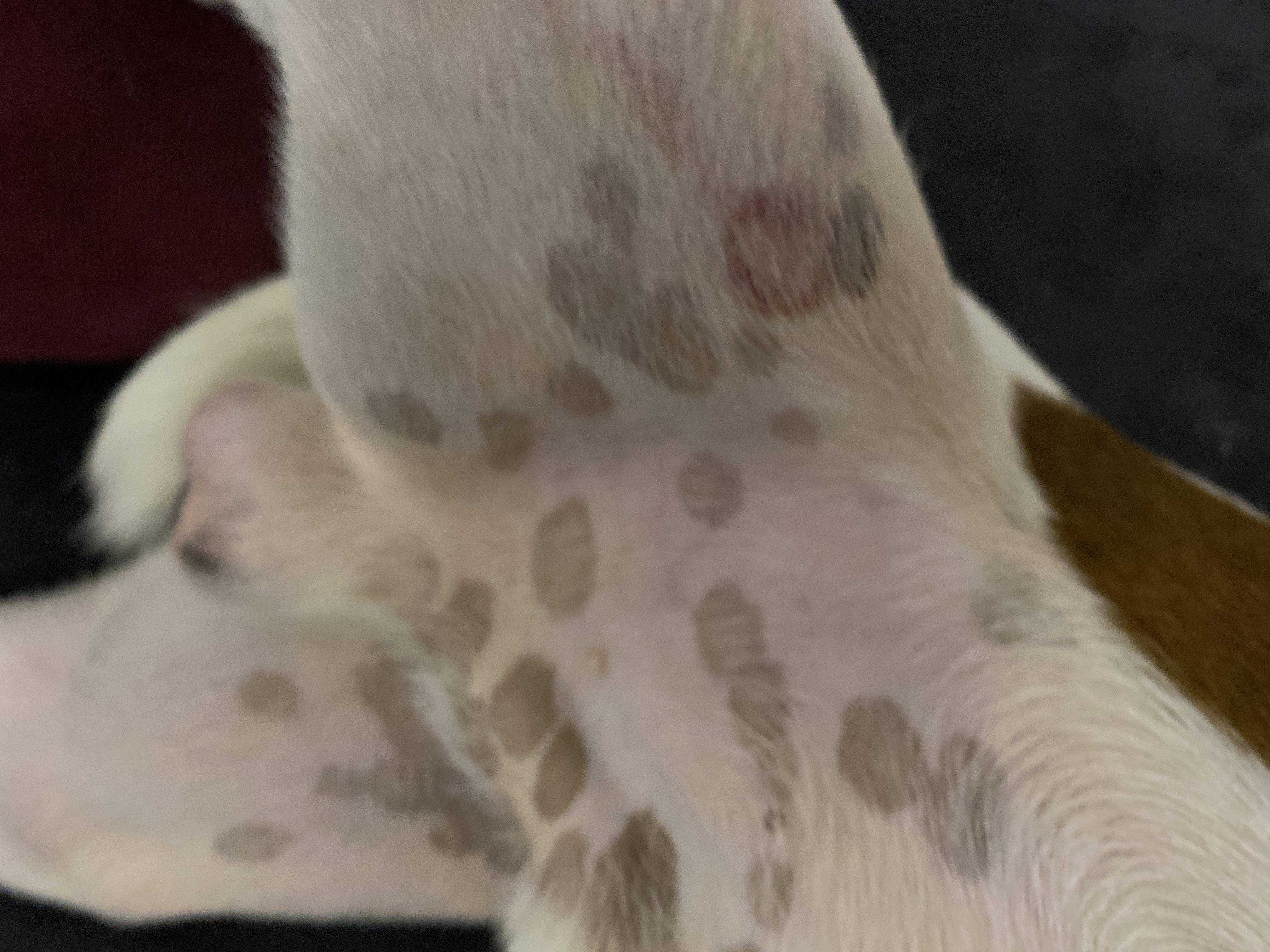кожные заболевания у собак фото
