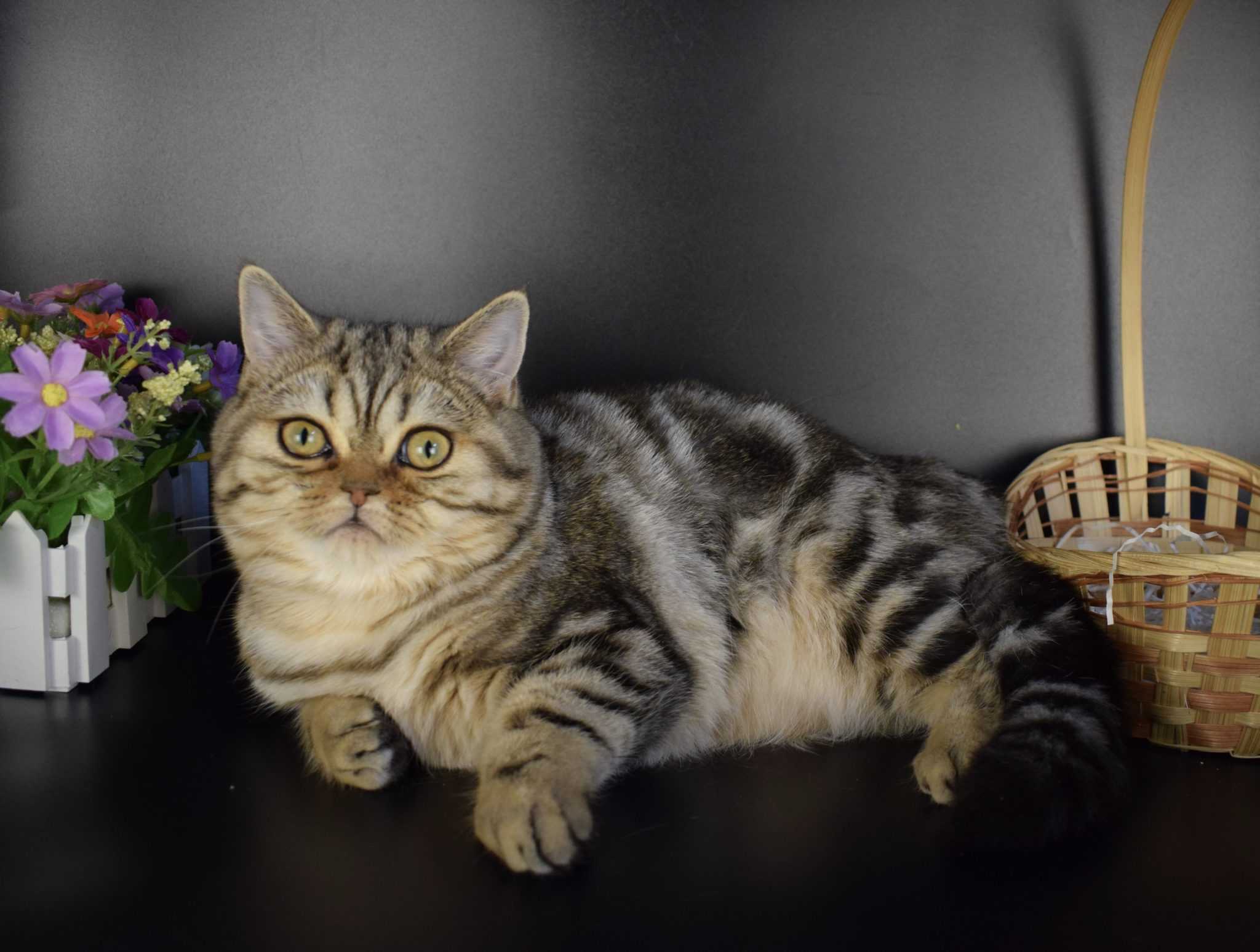 Шотландская прямоухая кошка (скоттиш-страйт): добрый и верный пушистый друг