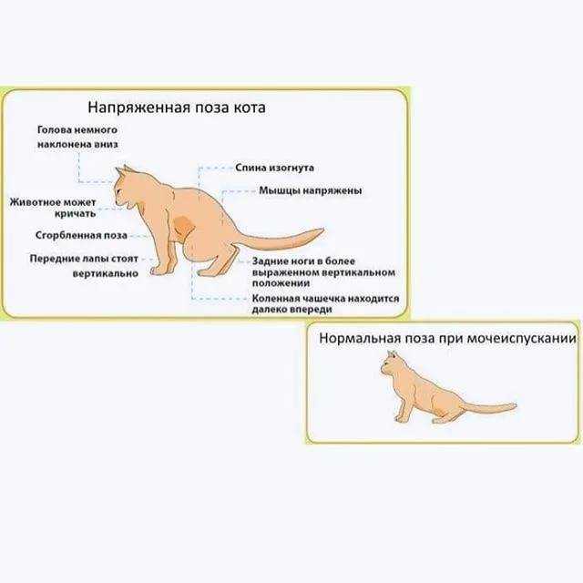 Цистит у кота: причины, симптомы, лечение