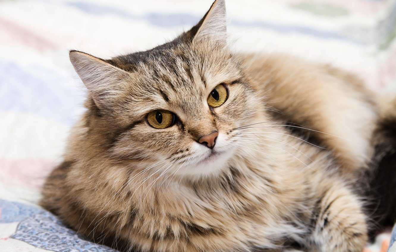 Сибирская кошка серая полосатая