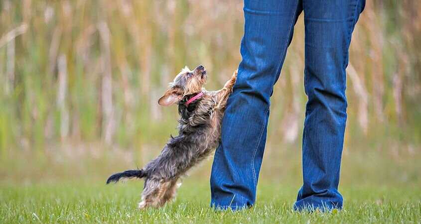 Как отучить собаку прыгать на людей: методы для любого возраста | ваши питомцы
