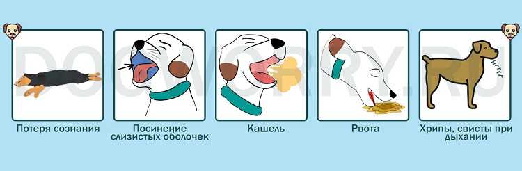 Что делать, если собака чихает и кашляет?