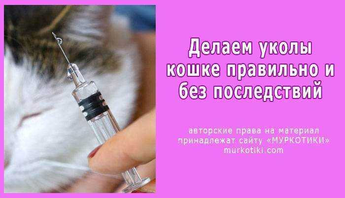 Укол кошке внутримышечно схема