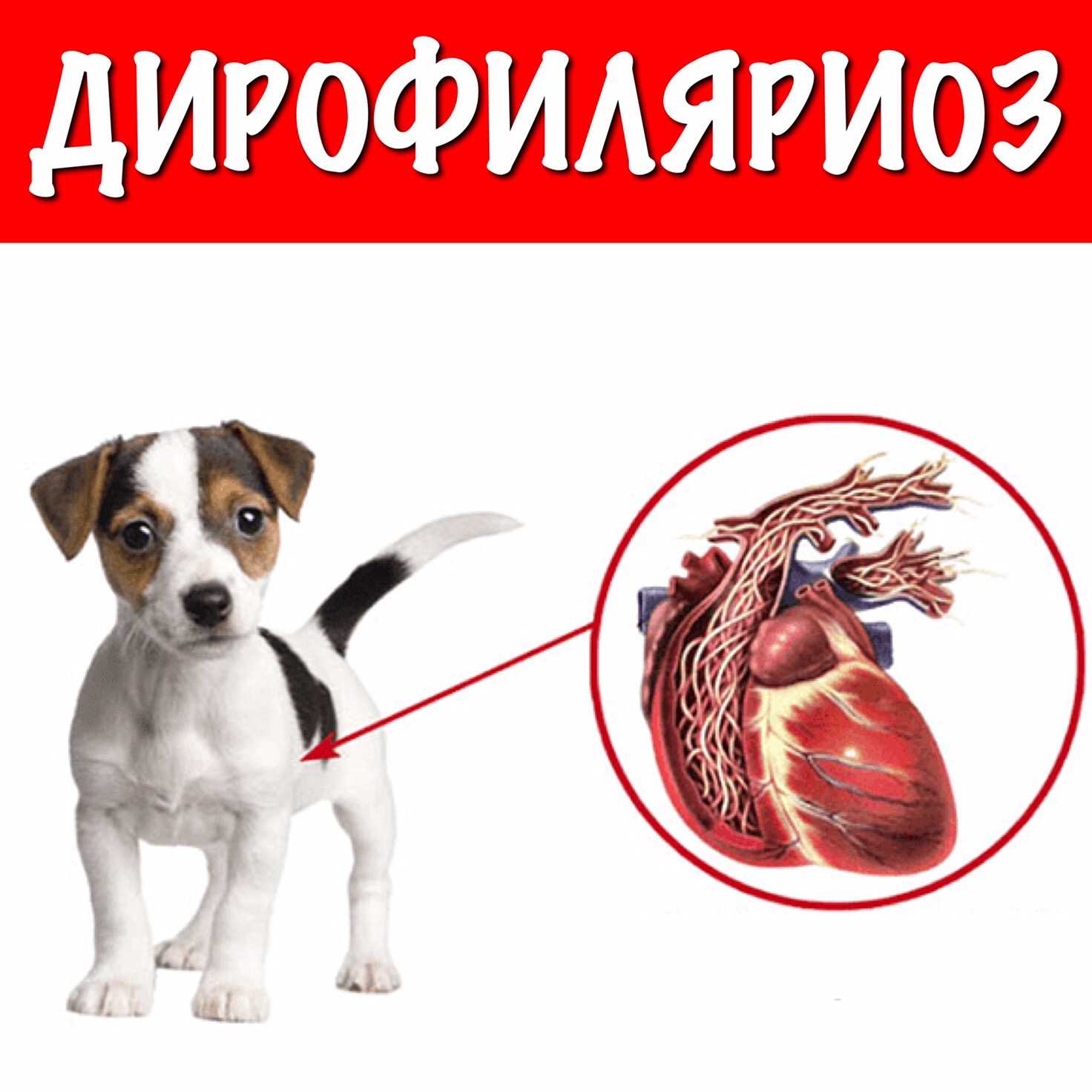 Сердце собаки расположено