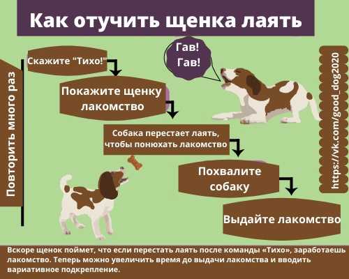 Как отучить собаку лаять на других собак: советы кинологов | звери дома