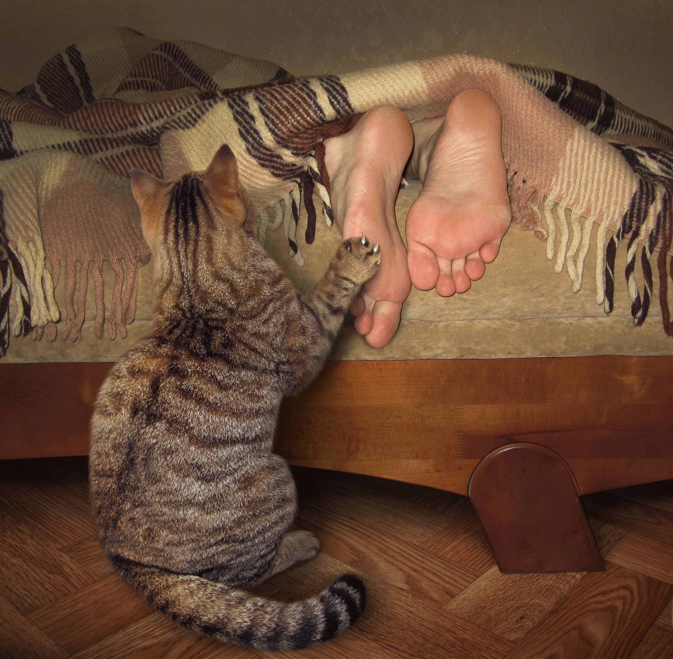 Почему кошки ложатся в ноги. Кот у ног хозяйки. Коты на ногах. Котенок на ноге. Кусачий кот.