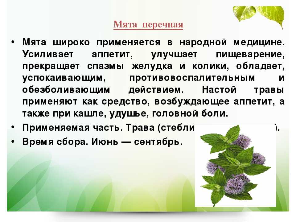 Можно ли кошкам мяту