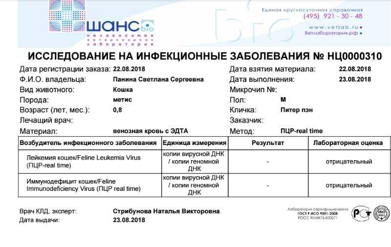 Кальцивироз у кошек схема лечения признаки и симптомы и лечение