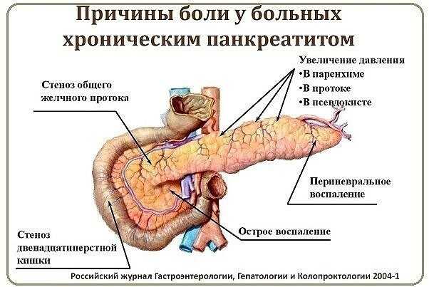 Панкреатит у собак: признаки и как лечить