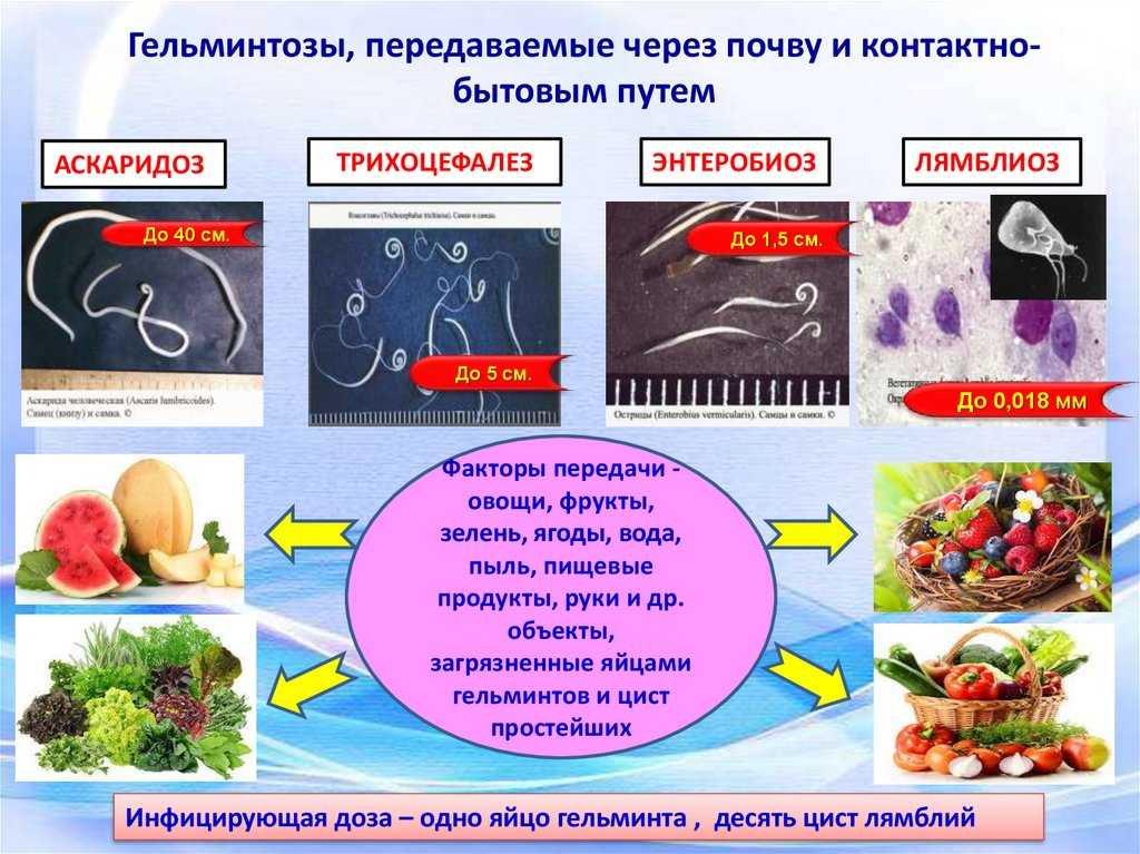 Можно ли заразиться глистами от кошки? пути передачи опасных паразитов