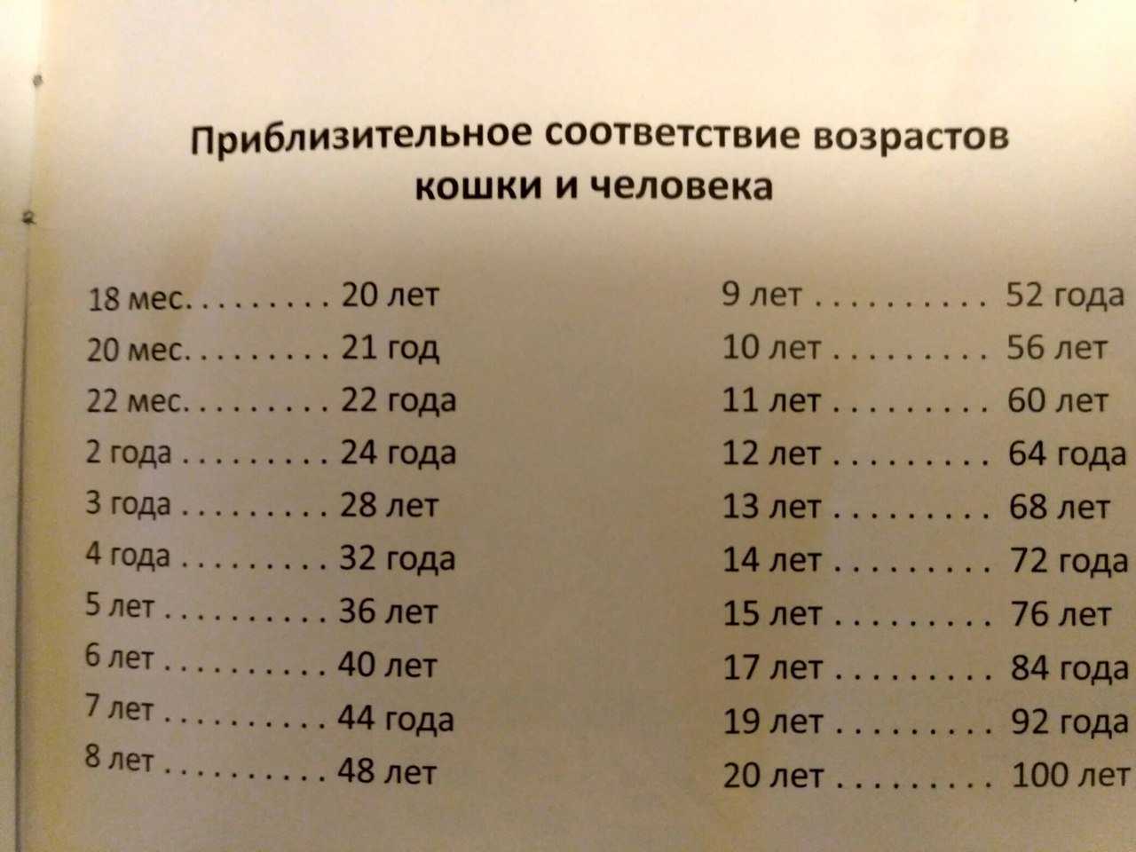Возраст кошки по человеческим меркам: формула вычисления кошачьего возраста для разных пород