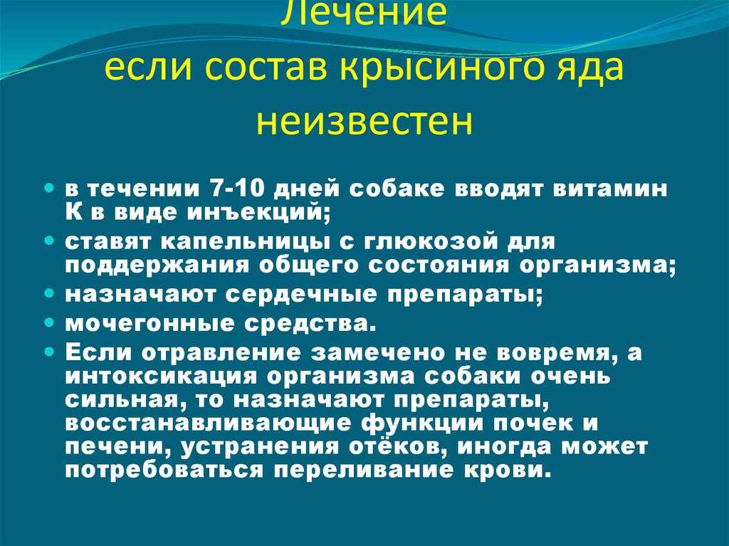 Кот съел отравленную мышь: что делать, симптомы, чем лечить