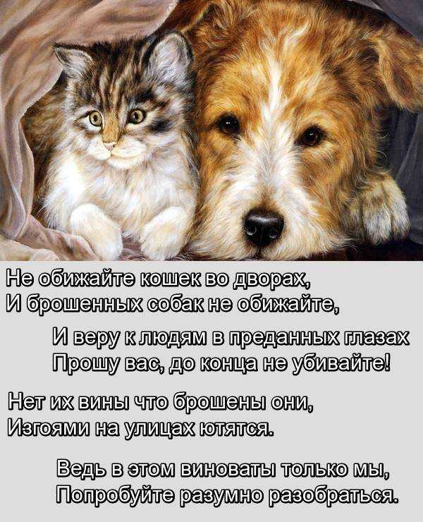ᐉ могут ли люди склеится как собаки? - zoo-mamontenok.ru