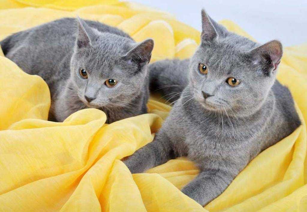 Шартрез кошка
