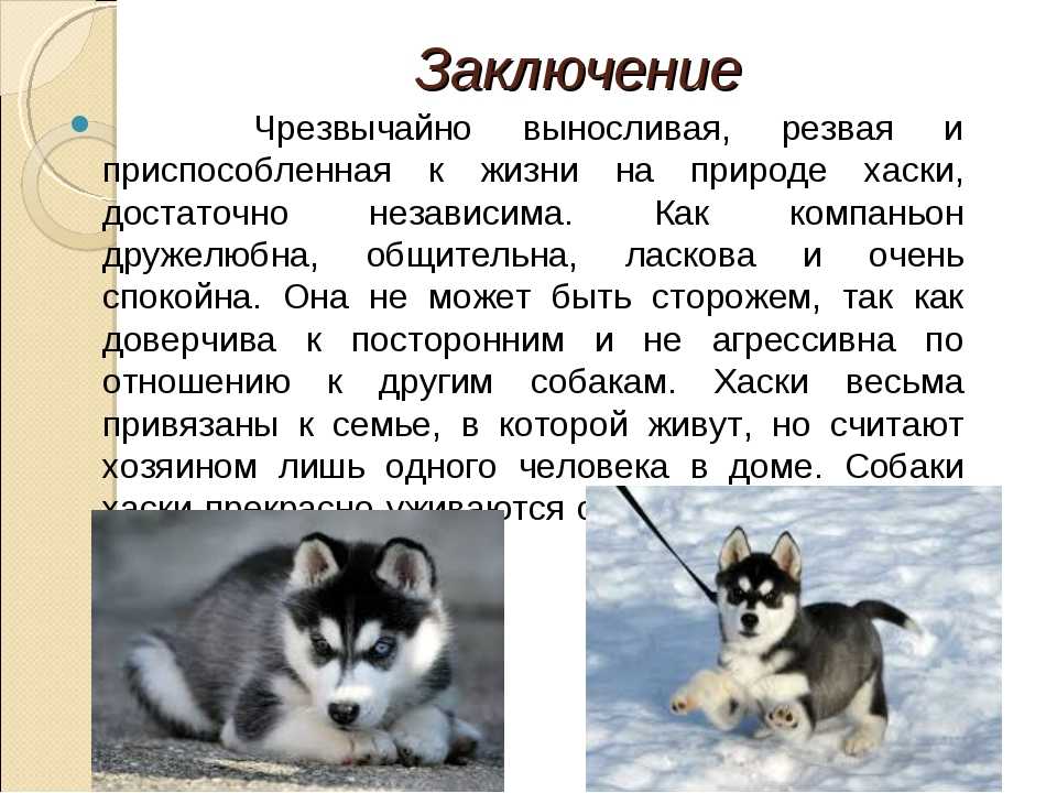 Сибирский хаски