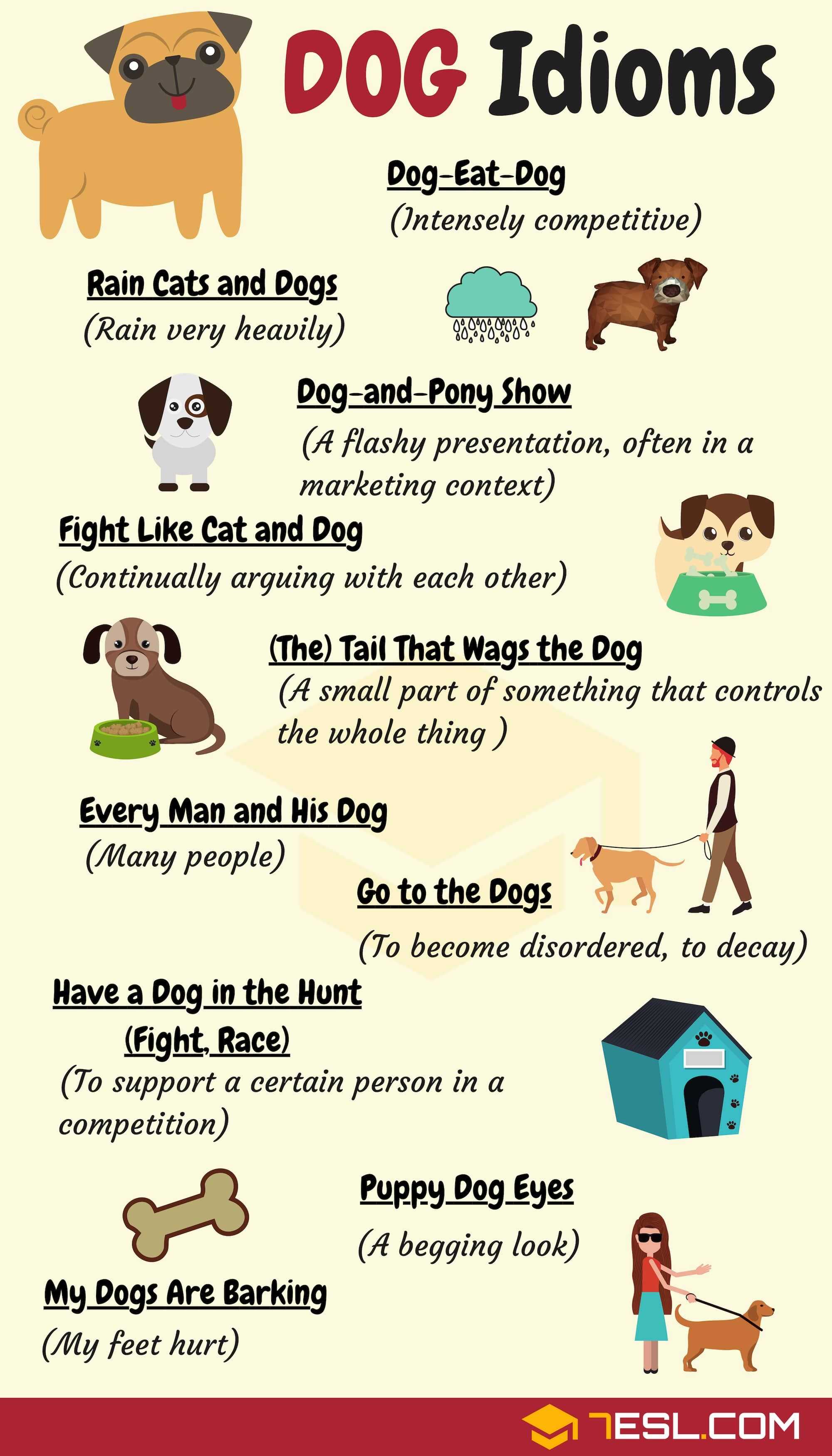 10 английских идиом про «cats and dogs»  - секреты английского языка